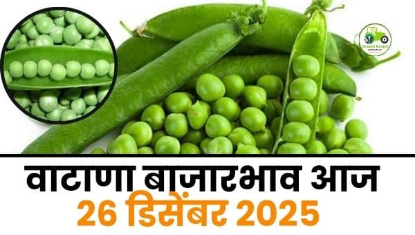 आजचा वाटाणा बाजारभाव | 26 डिसेंबर 2025 | Maharashtra Vatana Rates