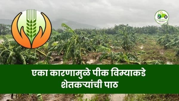 पीकविम्याकडे शेतकऱ्यांची पाठ; एक रुपया योजना बंद झाल्याचा मोठा परिणाम