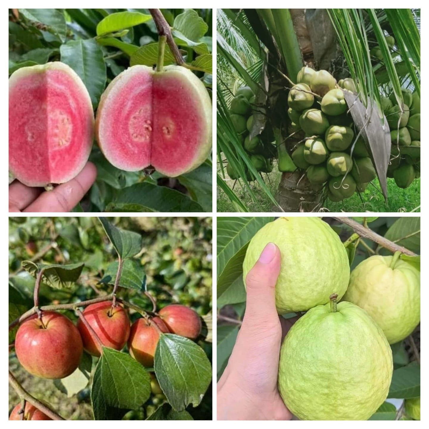 नारळ, रेड बोर, रेड डायमंड पेरू रोपे मिळतील