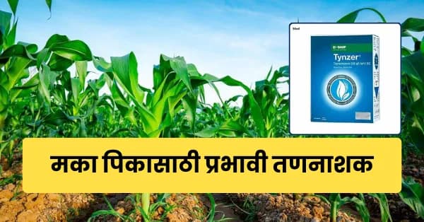 मका पिकासाठी प्रभावी तणनाशक – BASF Tynzer (टायन्झर)