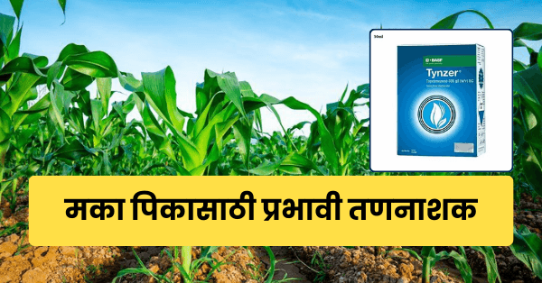 मका पिकासाठी प्रभावी तणनाशक – BASF Tynzer (टायन्झर)