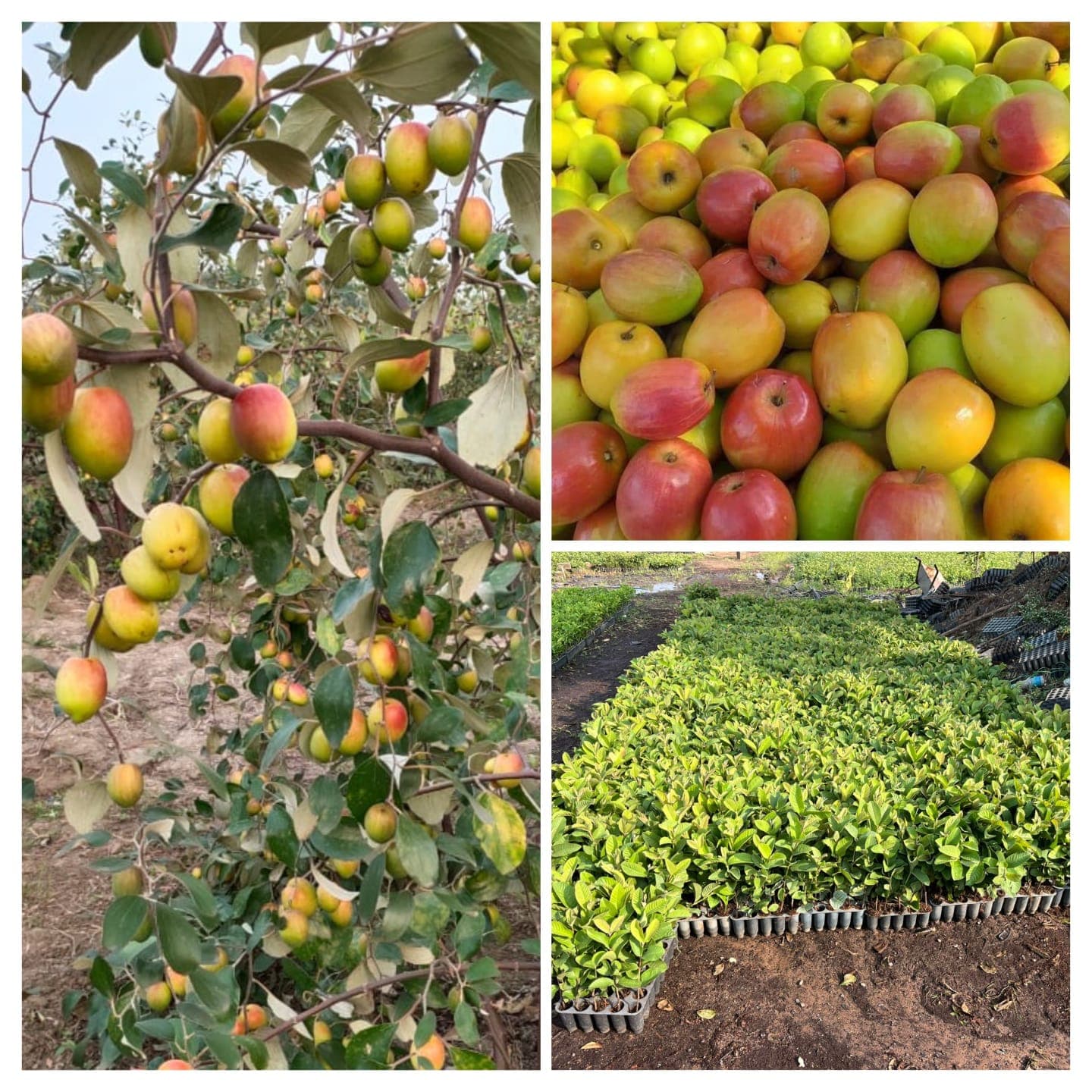 रेड कश्मिरी अँपल बोराची व सर्व फळबागेची रोपे मिळतील