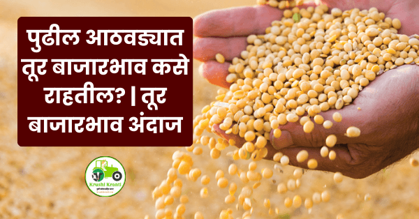 पुढील आठवड्यात तूर बाजारभाव कसे राहतील? | तूर बाजारभाव अंदाज