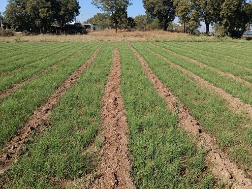 रांगडा कांदा रोप विक्री आहे