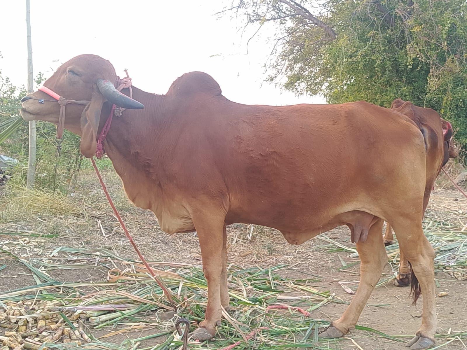 प्युअर गीर गाय विक्रीसाठी उपलब्ध