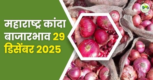 महाराष्ट्र कांदा बाजारभाव 29 डिसेंबर 2025 | आजचे लाल, पोळ व उन्हाळी कांदा दर