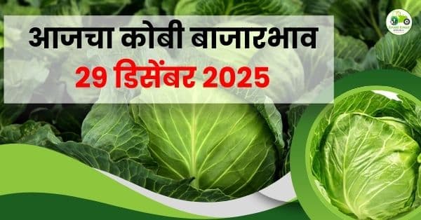 आजचा कोबी बाजारभाव | 29 डिसेंबर 2025 | महाराष्ट्र कोबी दर अपडेट