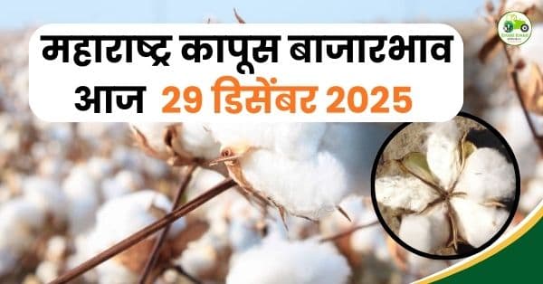 महाराष्ट्र कापूस बाजारभाव आज | 29 डिसेंबर 2025 Cotton Rate Update
