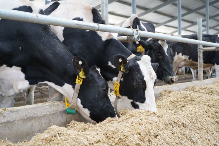 HF जातीचे गाय विकणे आहे