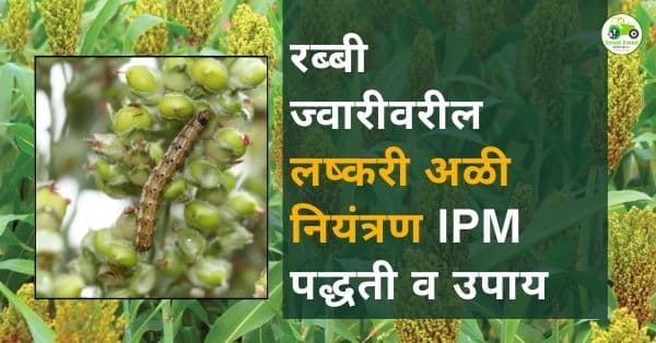 रब्बी ज्वारीवरील लष्करी अळी नियंत्रण : IPM आधारित प्रभावी उपाय