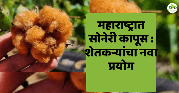 महाराष्ट्रात सोनेरी कापूस : छत्रपती संभाजीनगर–जालना परिसरात शेतकऱ्यांचा नवा प्रयोग