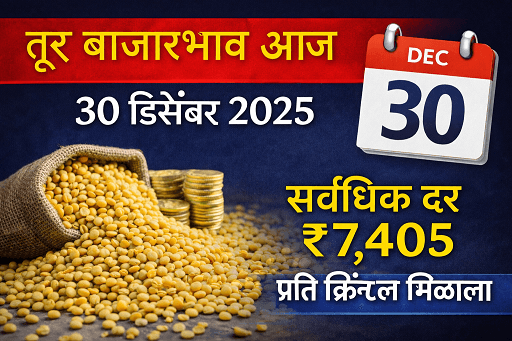 तूर बाजारभाव आज (30 डिसेंबर 2025) : राज्यातील प्रमुख बाजार समित्यांतील ताजे दर