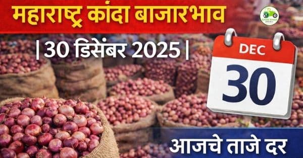 महाराष्ट्र कांदा बाजारभाव | 30 डिसेंबर 2025 | आजचे ताजे दर