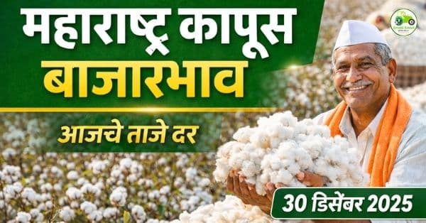 महाराष्ट्र कापूस बाजारभाव | 30 डिसेंबर 2025 | Cotton Rate Today