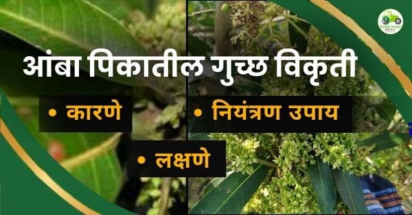 आंबा पिकातील गुच्छ विकृती (Cluster Malformation Disease) : कारणे, लक्षणे व नियंत्रण उपाय