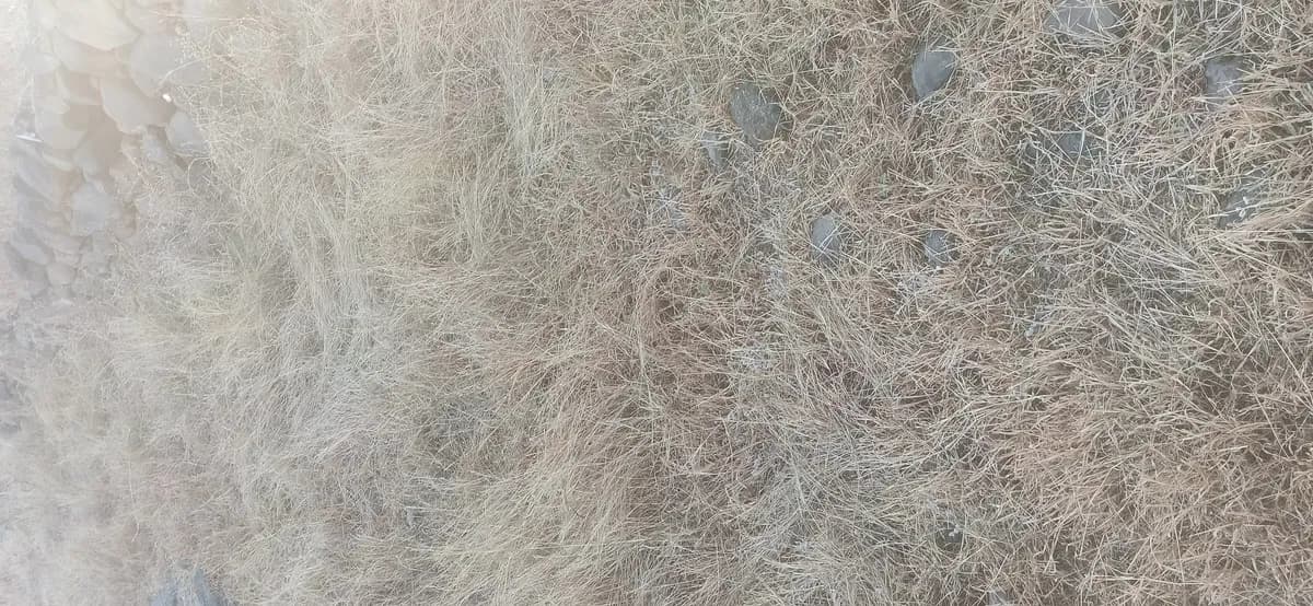 शेळ्या-मेंढ्यांसाठी कडधान्य भूस पाहिजे!