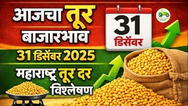 आजचा तूर बाजारभाव | 31 डिसेंबर 2025 महाराष्ट्र तूर दर विश्लेषण