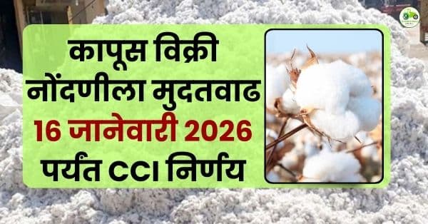 कापूस विक्री नोंदणीला दिलासा | 16 जानेवारी 2026 पर्यंत CCI मुदतवाढ