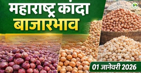 महाराष्ट्र कांदा बाजारभाव आज | 01 जानेवारी 2026 | Onion Rates Today