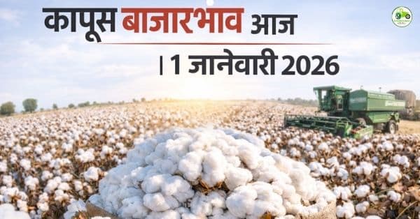 कापूस बाजारभाव आज | 1 जानेवारी 2026 | महाराष्ट्रातील प्रमुख बाजार समित्यांचे दर