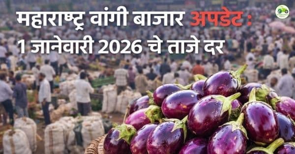वांगी बाजारभाव आज | 1 जानेवारी 2026 | महाराष्ट्रातील प्रमुख बाजार समित्यांचे दर