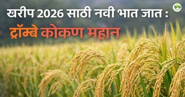 ‘ट्रॉम्बे कोकण महान’ : पाणथळ भातासाठी नवी उच्च उत्पादक भात जात