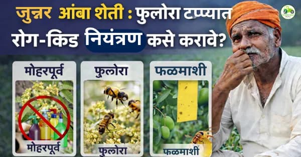 जुन्नर आंबा बागांमध्ये रोग-किड नियंत्रणावर भर | मोहर व फुलोरा काळजी मार्गदर्शन