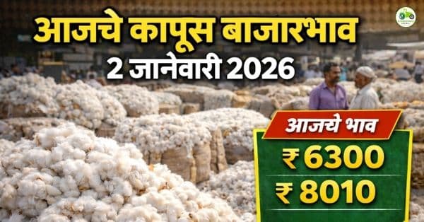 आजचे कापूस बाजारभाव 2 जानेवारी 2026 | महाराष्ट्रातील कापूस दर आज