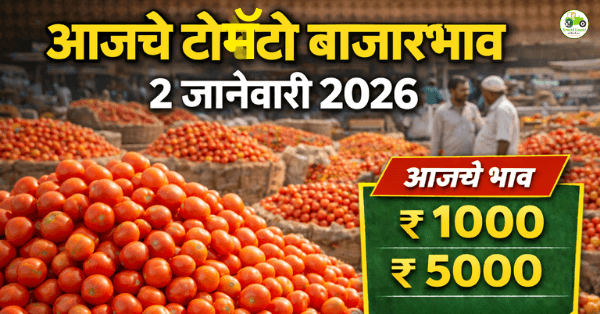 आजचे टोमॅटो बाजारभाव 2 जानेवारी 2026 | महाराष्ट्रातील टोमॅटो दर आज