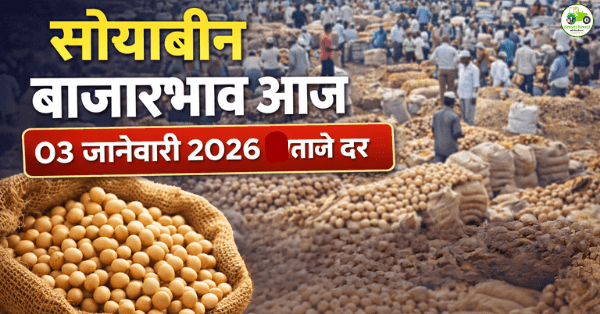 आजचे सोयाबीन बाजारभाव 03 जानेवारी 2026 | महाराष्ट्रातील प्रमुख बाजार दर