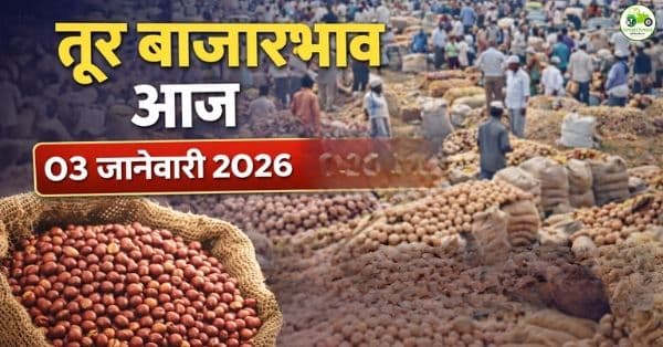 आजचे तूर बाजारभाव 03 जानेवारी 2026 | महाराष्ट्रातील प्रमुख बाजार दर