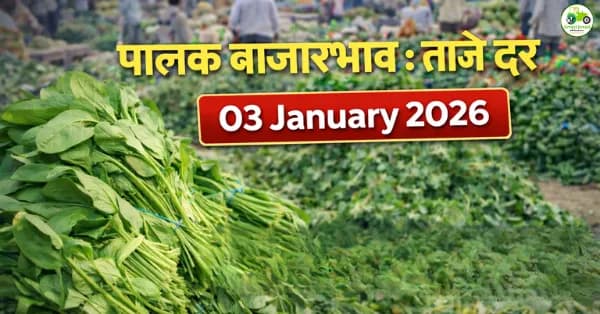 आजचे पालक बाजारभाव 03 जानेवारी 2026 | महाराष्ट्रातील प्रमुख बाजार दर