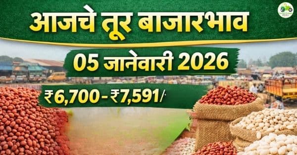 आजचे तूर बाजारभाव 05 जानेवारी 2026 | महाराष्ट्रातील तूर दर