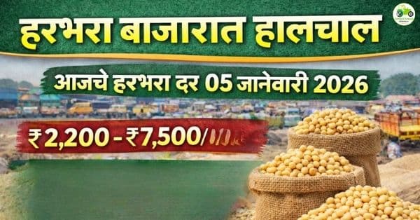 आजचे हरभरा बाजारभाव 05 जानेवारी 2026 | महाराष्ट्रातील दर