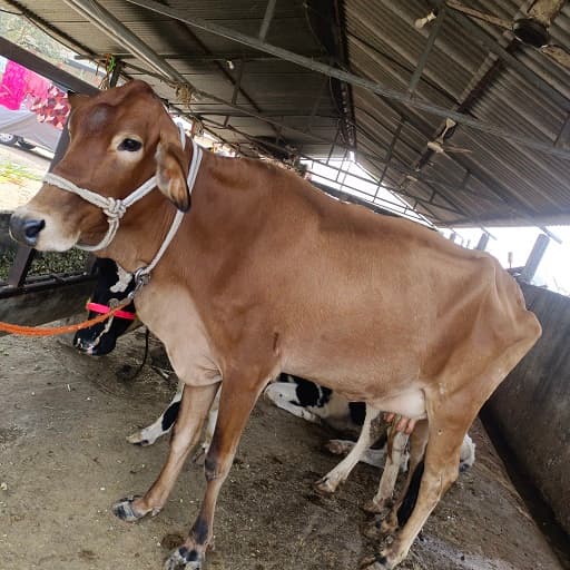 उत्तम दर्जाची गीर गाय विक्रीसाठी उपलब्ध 