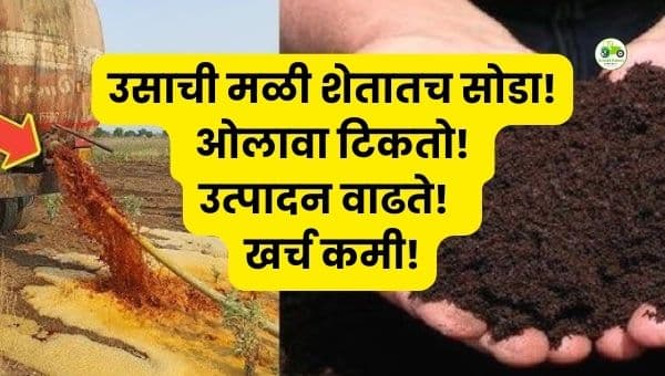 शेतामध्ये उसाची मळी सोडण्याचे फायदे