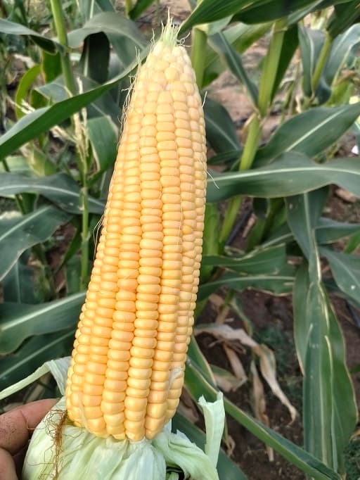 उत्तम क्वालिटी स्वीट कॉर्न मका उपलब्ध