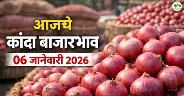 आजचे कांदा बाजारभाव 06 जानेवारी 2026 | महाराष्ट्रातील ताजे दर