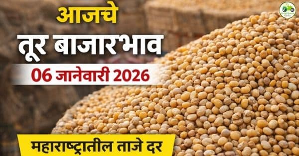 आजचे तूर बाजारभाव | 06 जानेवारी 2026