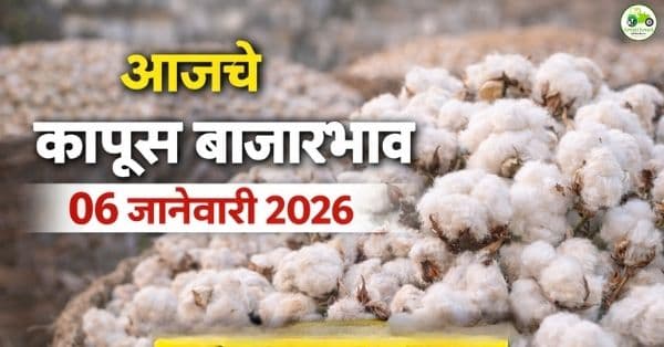 आजचे कापूस बाजारभाव 06 जानेवारी 2026 | महाराष्ट्रातील ताजे दर
