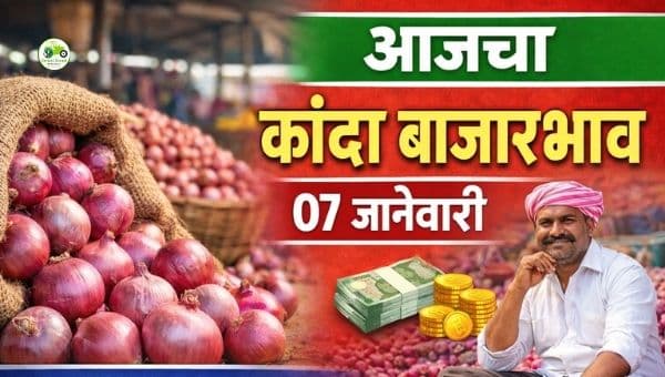 कांदा बाजारभाव 07 जानेवारी 2026 | महाराष्ट्रातील ताजे दर व विश्लेषण