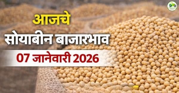 आजचे सोयाबीन बाजारभाव 07 जानेवारी 2026 | महाराष्ट्रातील ताजे दर