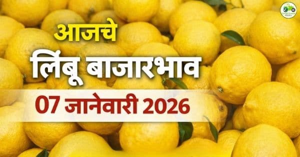 लिंबू बाजारभाव आज 07 जानेवारी 2026 | Lemon Rates Maharashtra