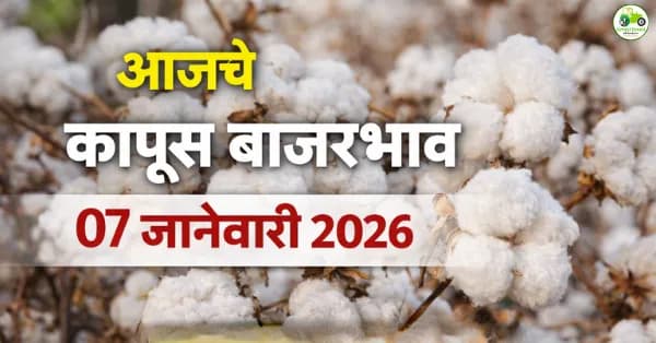 कापूस बाजारभाव आज 07 जानेवारी 2026 | Cotton Rates Maharashtra