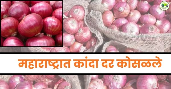 महाराष्ट्रात कांदा दर कोसळले | नाशिकसह शेतकरी आर्थिक संकटात