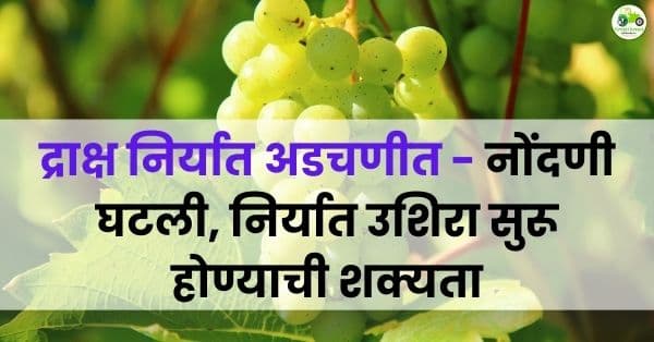 सांगलीत द्राक्ष निर्यात अडचणीत | नोंदणी घटली, निर्यात उशिरा सुरू होण्याची शक्यता
