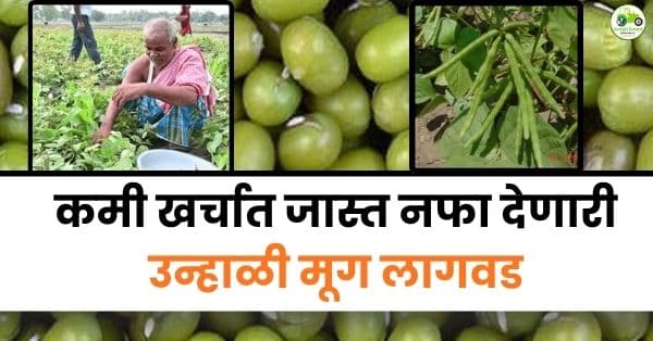 कमी खर्चात जास्त नफा देणारी उन्हाळी मूग लागवड | शेतकऱ्यांसाठी आर्थिक आधार