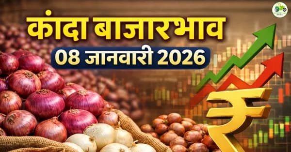 कांदा बाजारभाव 08 जानेवारी 2026 | महाराष्ट्रातील आजचे कांदा दर व बाजार विश्लेषण