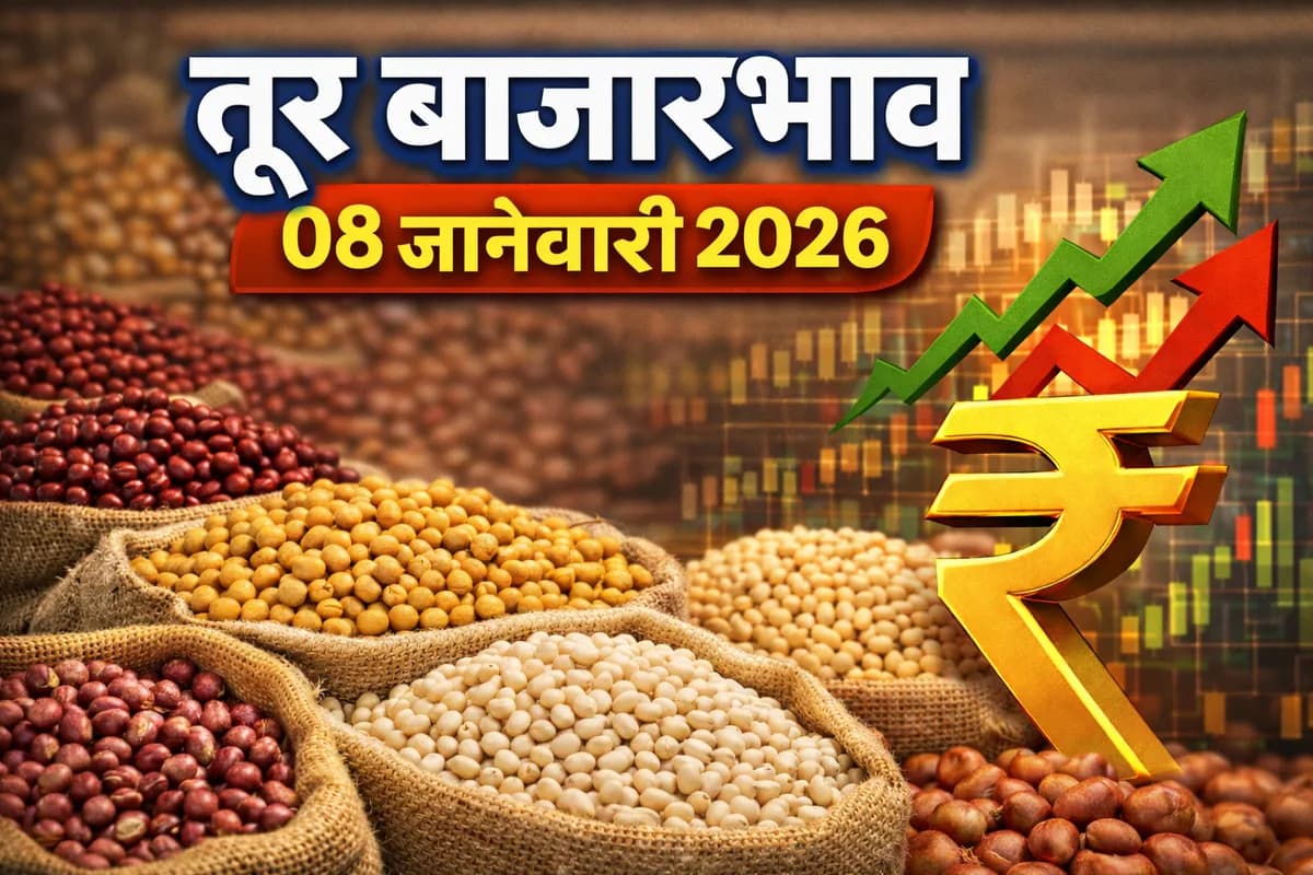 तूर बाजारभाव 08 जानेवारी 2026 | महाराष्ट्रातील आजचे तूर दर व बाजार विश्लेषण