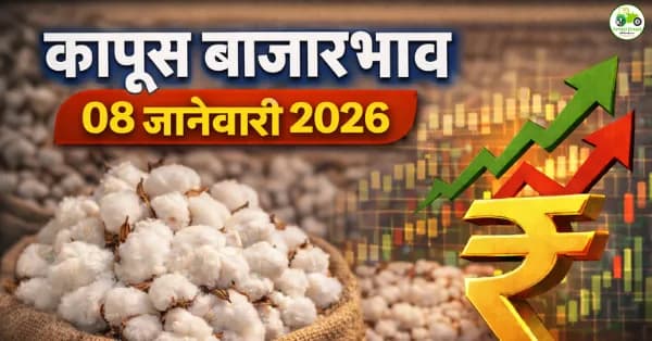 कापूस बाजारभाव 08 जानेवारी 2026 | महाराष्ट्रातील आजचे कापूस दर व बाजार विश्लेषण